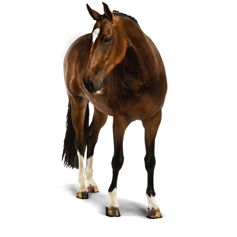 chevaux.png